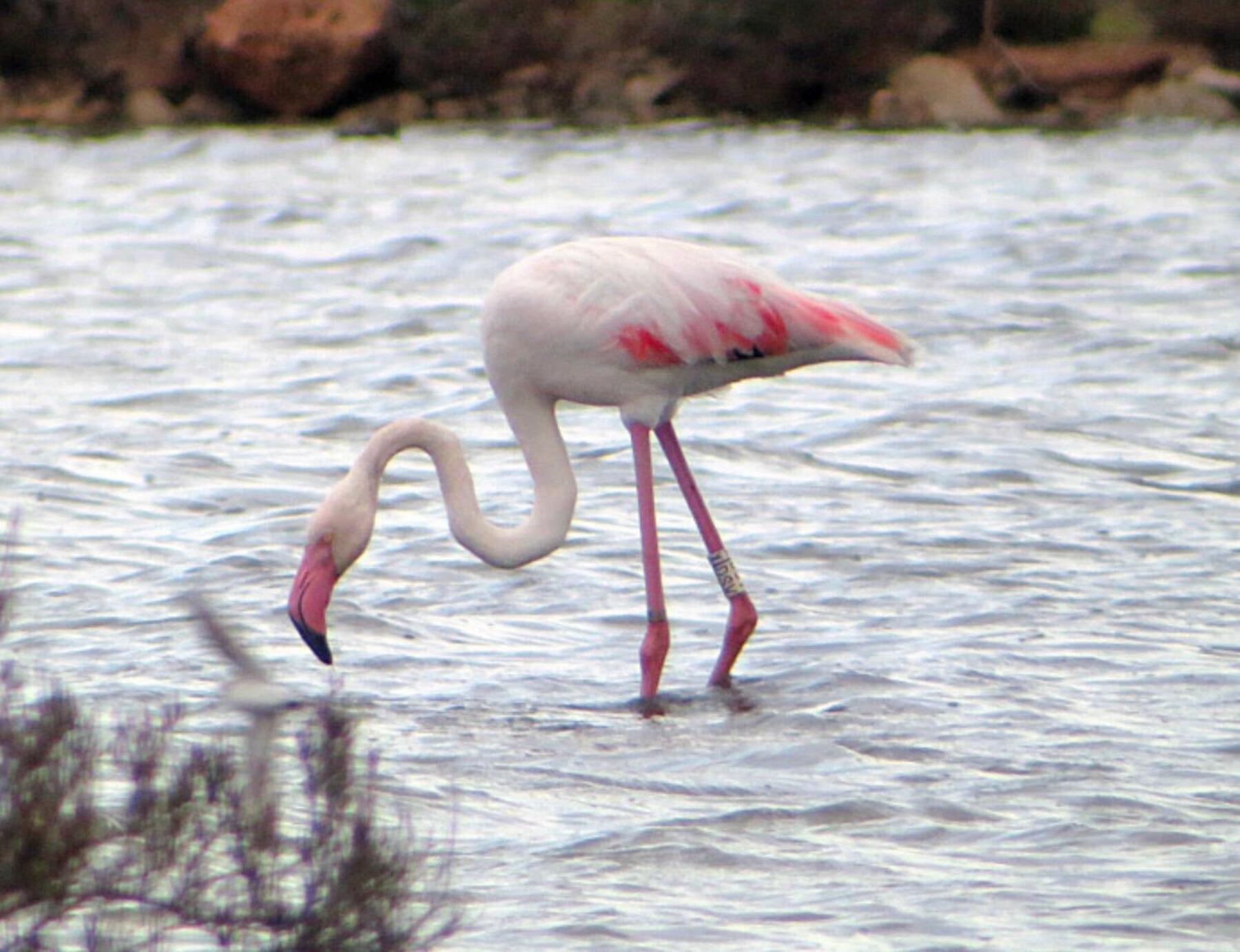 Christiane Ferienhaus Ses Salines (Mallorca)